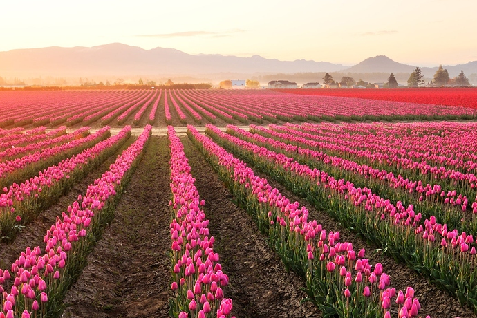 Skagit-Valley-GettyImages-146962621