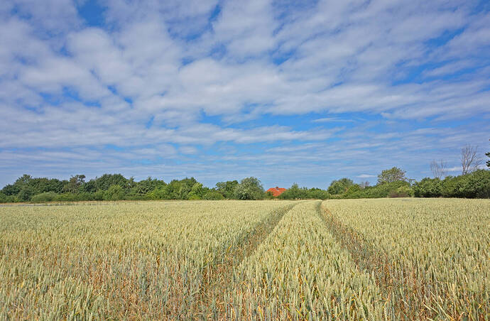 blick-ueber-das-feld-1-bf7de3d1-562f-4986-aada-19ad56f175df