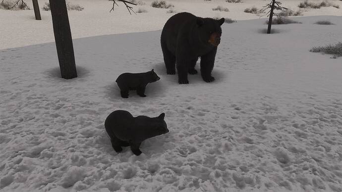 Upper Loon Creek (U72) - Black Bears