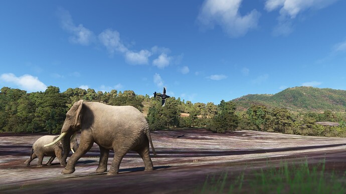 Bugna Elephants, Ethiopia