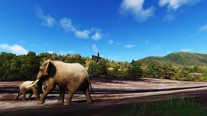 Bugna Elephants, Ethiopia