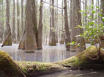 FMNFswamp