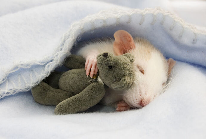 cute-pet-rats-37__880-2990412343