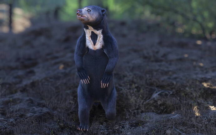 Sun bear in the Alps
