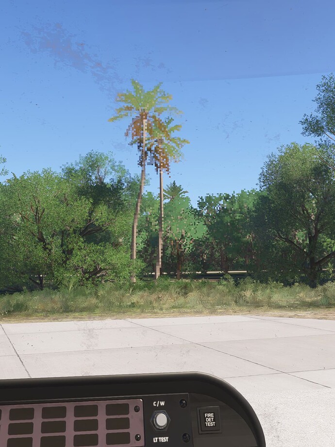 Palm tree at 20m