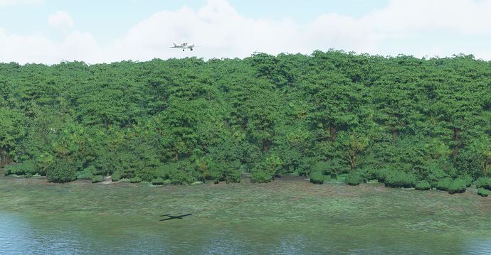 Rainforest1