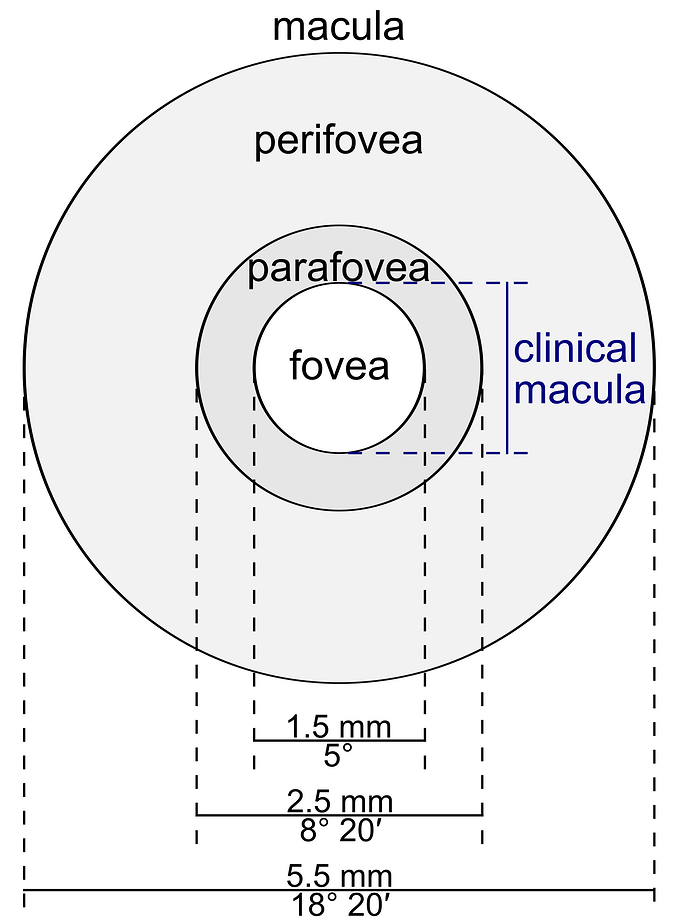 Macula_lutea.svg