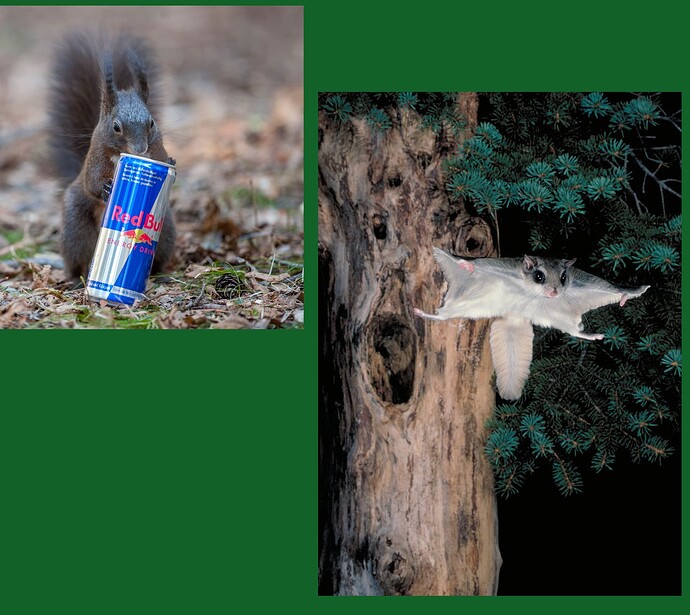 Flying Squirrel