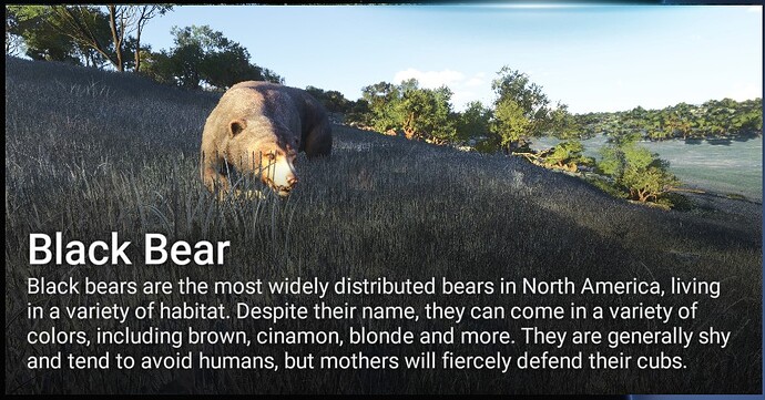 FS2024 - Black bear cover