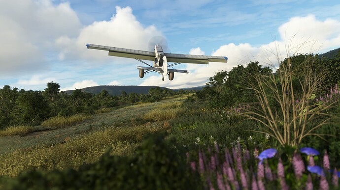 WILD_APPROACH