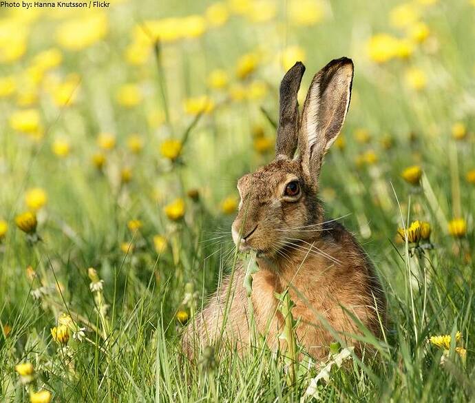hare-eating