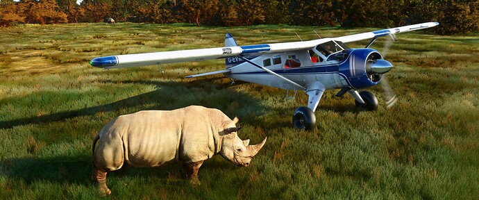 Rhinoceros