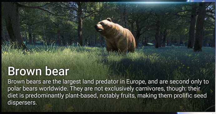 FS2024 - Brown bear cover