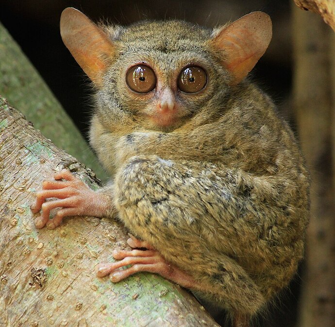 Tarsius_spectrumgurskyae