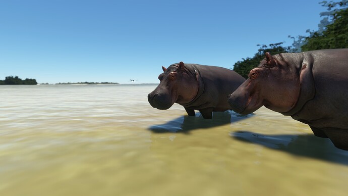 Hippo