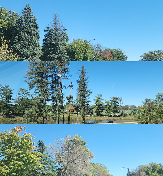 MSFS Bijan Trees IRL