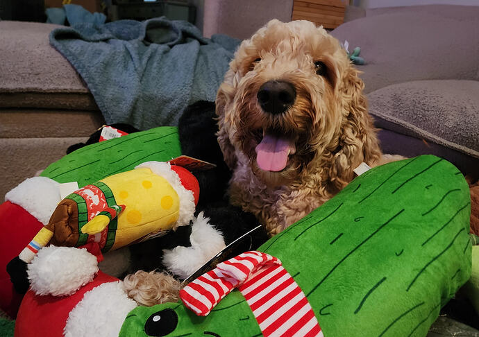 Arlo_Christmas