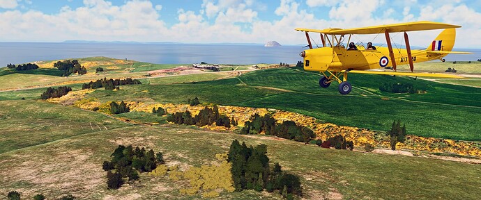 Yellow Gorse Bushes UK II