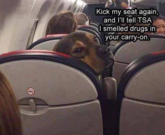 Dog-in-plane1