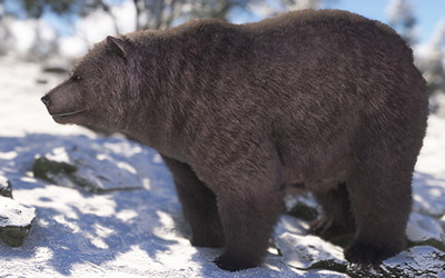 FS2024 - Grizzly bear (small)